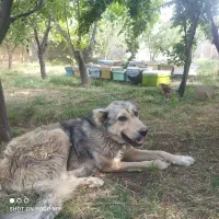 واگذاری سگ ماده سرابی