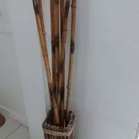 شاخه بامبو