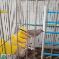 فنچ آواز خان نر معاوضه با طوطی برزیلی ماده