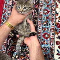 گربه