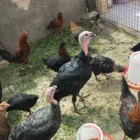 بوقلمون