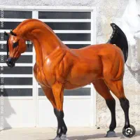 پانسیون باکس خالی اسطبل
