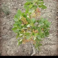 پیوندی و مقاوم به کم آبی