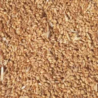 فروش گندم خارجی فرانسوی