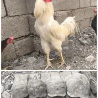 خروس
