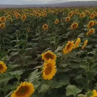 پخش عمده تخمه کدووآفتاب گردان همه نوع طعمها