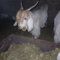 کهره نر خوب