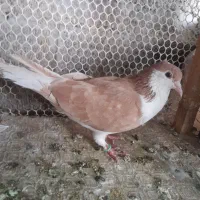 دوتا ماده زات هفت