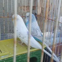 مرغ عشق۶عدد