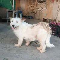 سگ پشمالوخارجی تربیت شده