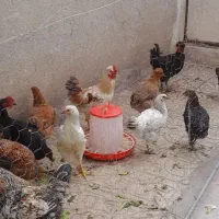 مرغ و خروس محلی