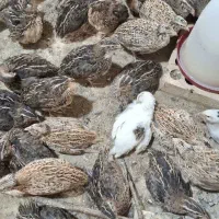 بلدرچین