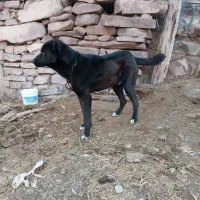 سگ نگهبان و گله ای