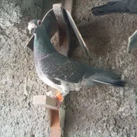 9عدد کفتر پلاکی نر و ماده ،4عدد نر 5عدد ماده