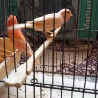 قناری ر فاکتور|پرنده|مشهد, ابوذر|دیوار