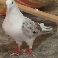 کبوتر