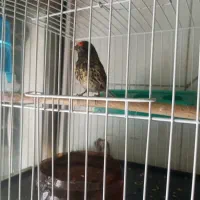 سره گلبسر قناری
