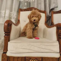 سگ پودل|سگ|تهران, پاسداران|دیوار