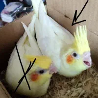 یک عدد جوجه عروس هلندی گم شده شهرک بهشتی