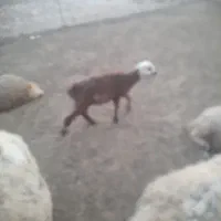 بره نر