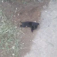 سگ پاکوتاه