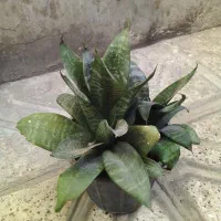 تعدادی گل طبیعی سرسبز و شاداب