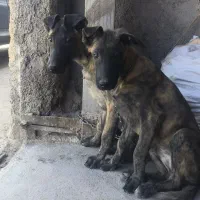 کانگال نر