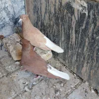 دم سفید و طوقی