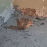 جوجه لاری گوشتی. بلدرچین تخم گذار|حیوانات مزرعه|مشهد, ابوذر|دیوار