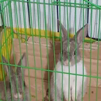 خرگوش
