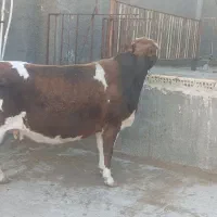 ماده گاو چاق گوشتی