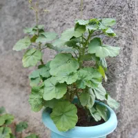 گل طبیعی