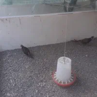طاووثی و پرندگان زینتی