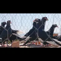 کفتر|پرنده|تربت جام, فاز ۱ فرهنگیان|دیوار