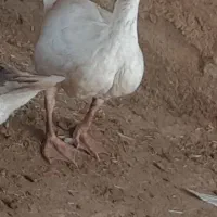 یک غاز و دو خروس برای فروش