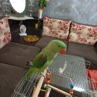 جوجه شاه طوطی اسکندر