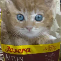 غذای گربه