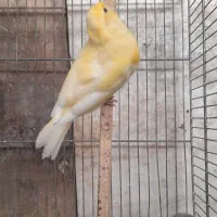 قناری نر جوجه ماده