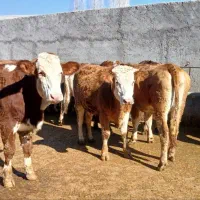 به یک نیروی کار جهت کار در گاوداری نیازمندیم
