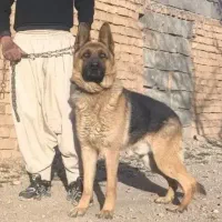 سگ ژرمن شولاین موکوتاه نر اصیل+ کشش