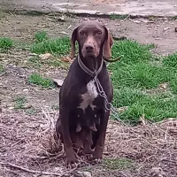 شکاری المانی