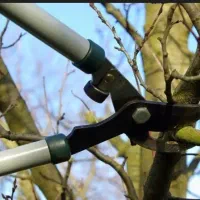 هرس درختمان میوه