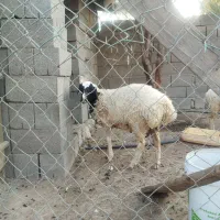 بره غوچ