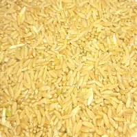 گندم امید