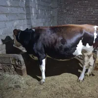 گاو سیمنتال اصل