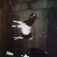 بز تکه دو رگ