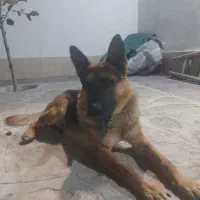 سک ژرمن شپرد نر