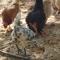 هفت عدد مرغ محلی اصیل
