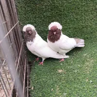 راهبه آمریکایی