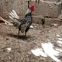 خروس سبرایت